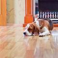 Pet-Friendly Flooring Options That Don’t Sacrifice Style or Durability